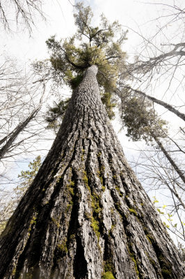 Pinus strobus