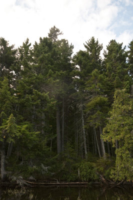 Isolated Spruce 3.jpg