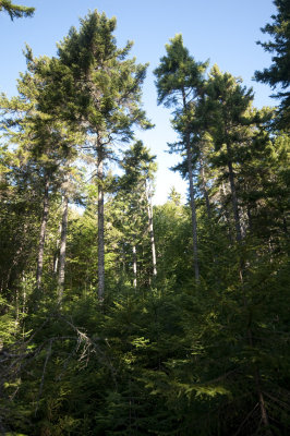 Isolated Spruce 4.jpg