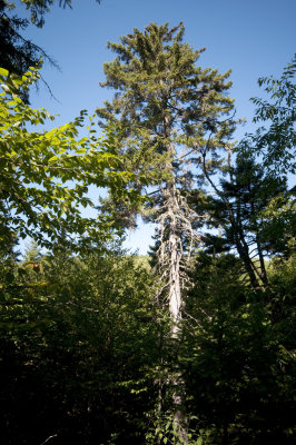 Isolated Spruce 5.jpg