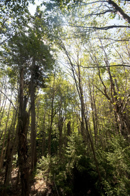 Big Reed Reserve