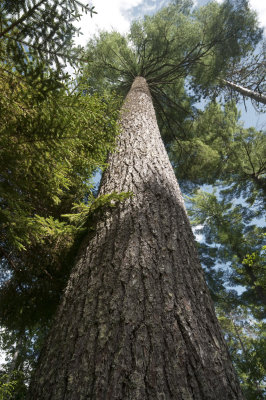 Sewall Pine Squirrelview.jpg