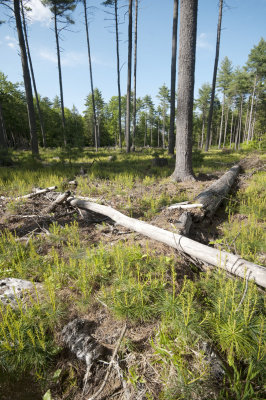 Pine Shelterwood DWD.jpg
