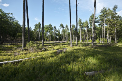 Shelterwood 2nd Year 6 Trees.jpg