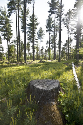 Shelterwood 2nd Year Stump