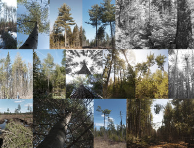 Pine Montage.jpg