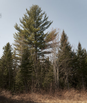 Legacy-Tree-Side.jpg