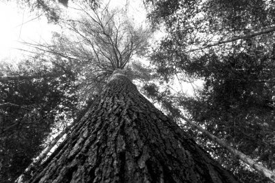 Retention-Tree-Small copy.jpg