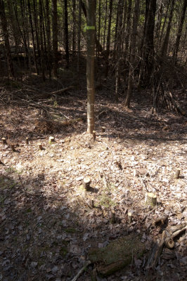 Pine-With-Fir-Stumps.jpg