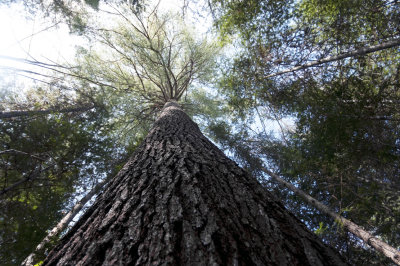 Retention-Tree-Small.jpg