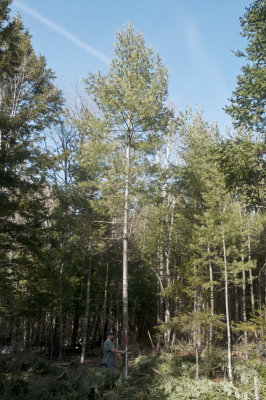 4 Pruned-Pine-Full-Release.jpg