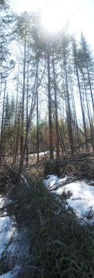 8 Blowdown-Thinning.jpg
