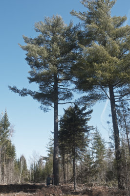 10 Big-Pine.jpg