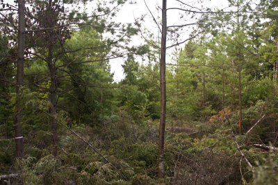 Mixed Pine CTR 1