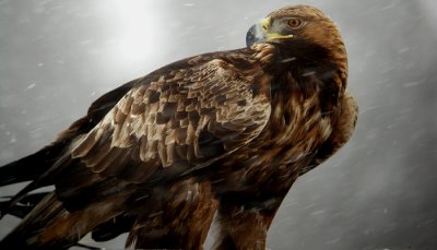 Golden eagle