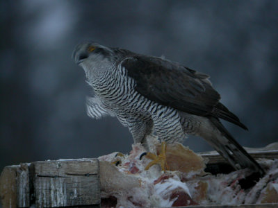 Goshawk