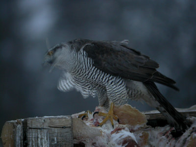 Goshawk