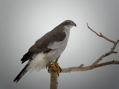 Goshawk
