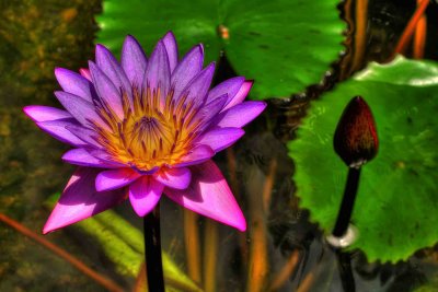 IMG_0402_0_1_HDR_4x6.jpg