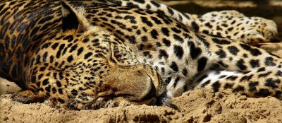 SleepingLeopard.jpg