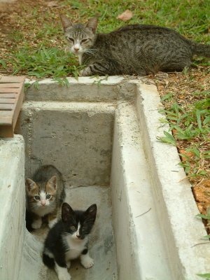 kittens aprilia 2008 - 007.JPG