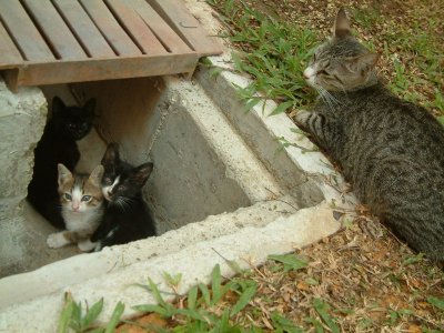 kittens aprilia 2008 - 008.JPG