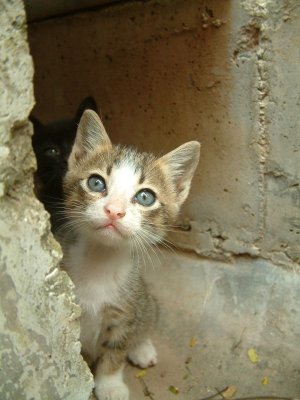 kittens aprilia 2008 - 011.JPG