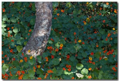 Nasturtium