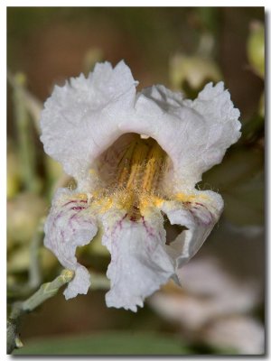 Desert willow