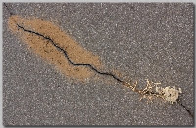 Life in the cracks