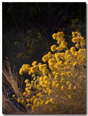 Morning flowers