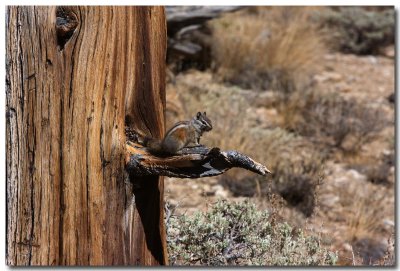 Out on a limb