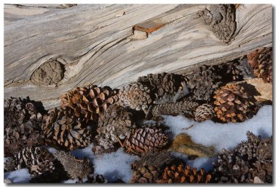 Bristlecones