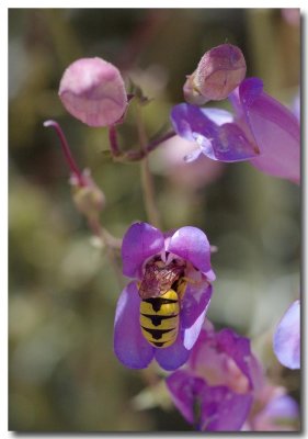 Showy penstemon