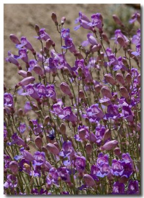 Showy penstemon