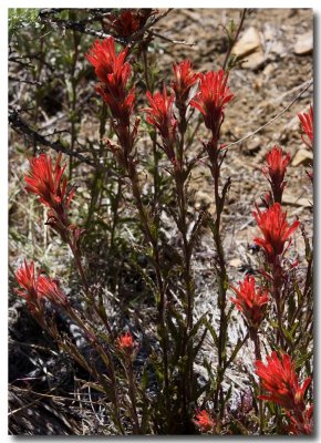 Wavy leaf paintbrush