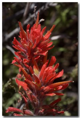 Wavy leaf paintbrush