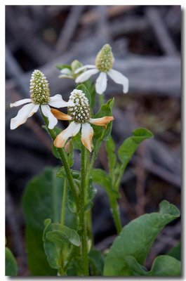 Yerba mansa