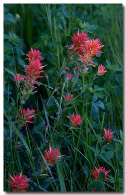 Scarlet paintbrush