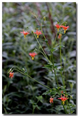 Crimson columbine