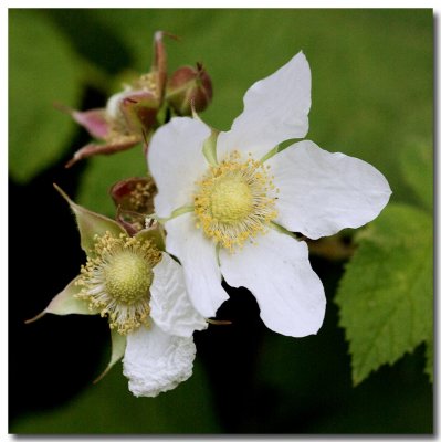 Thimbleberry