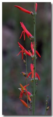 Beaked penstemon
