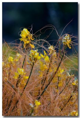 California dodder