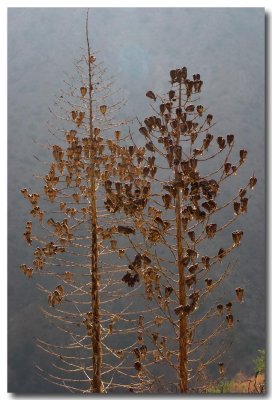 Chapparal yucca