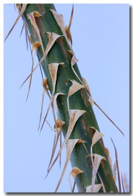Chapparal yucca