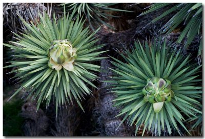Joshua tree