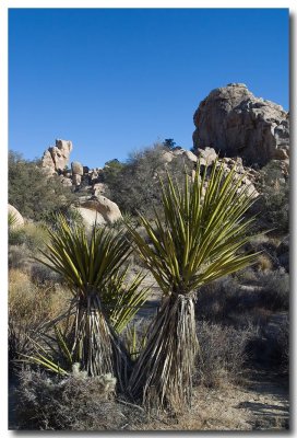 Mohave yucca