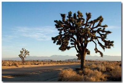 Joshua tree
