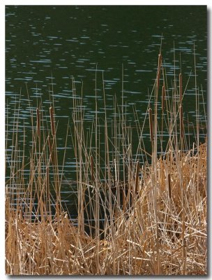 Cattail