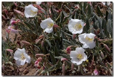 California evening primrose